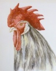 Cockerel -  Watercolour