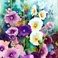 Alcea, Hollyhocks. watercolour