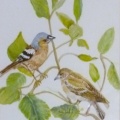 Two Birds. watercolour 