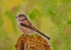 Bird. Watercolour