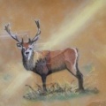 The Stag.  Pastel