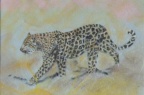Leopard On The Prowl.  Pastel