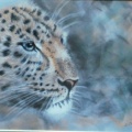 Resting Leopard.  Pastel