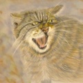 scottish wildcat