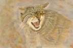 scottish wildcat