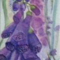 Foxgloves