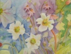 Spring Flowers   -  Watercolour