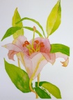 Lily  - Watercolour