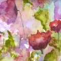 Poppies in the Meadow  -  Watercolour