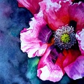 Poppy  -  Watercolour