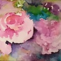 Pink Roses - Watercolour