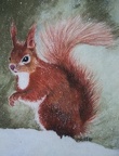 Red Squirrel  -  Pastel