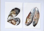 Mussels  -  Watercolour  