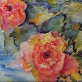 Peach Roses - Watercolour 