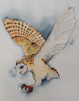 Owl in Flight - Watercolour