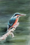 Kingfisher  -  Acrylic