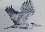 Heron  -  Watercolour