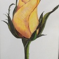Yellow Rose