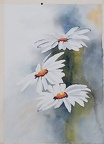 Daisies  -  Watercolour