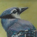 Blue Jay -  Coloured Pencil