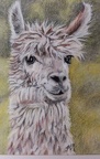 Alpaca - Pastel