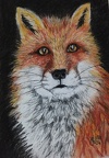Wylie Old Fox -  Pastel