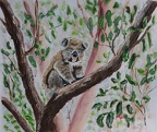 Koala  -  Acrylic