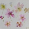 Pressed Flowers  -  Watercolour