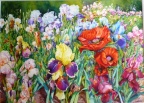 Poppies And Irises. watercolour