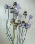 Poppie Seedheads  -  Watercolour