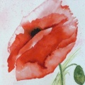 Poppie 2  -  Watercolour
