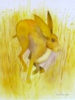 Spring Hare  -  Watercolour