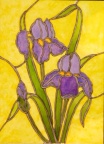 Iris  -  Watercolour