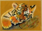 Bengal Tiger Cub.