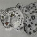 Leopard. Pastel