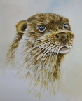 Otter - Watercolour