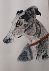 Greyhound - Maggie  -  Watercolour