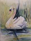 Swan - Watercolour
